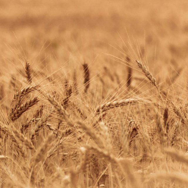 Sedis Industria agroalimentare, cereali